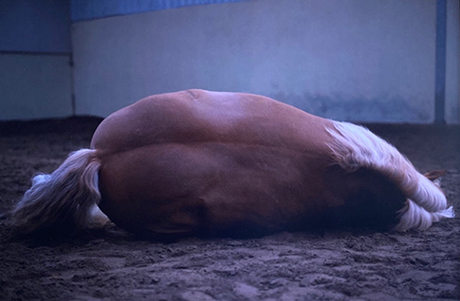 duetart - Charlotte Dumas, Robert Devriendt, Hellen Van Meene